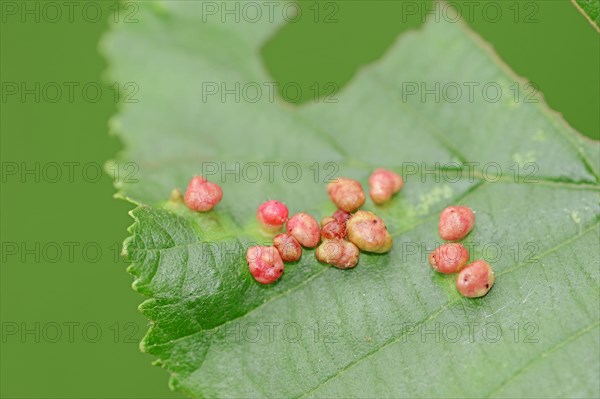 Alder Bead Gall Mite