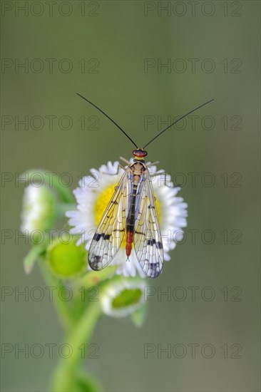 Scorpion Fly