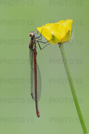 Large Red Damselfly