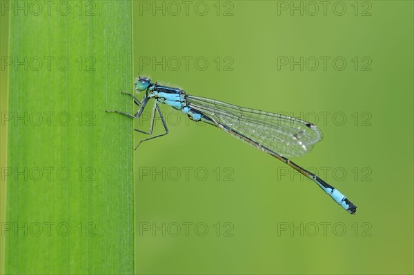 Blue-tailed damselfly