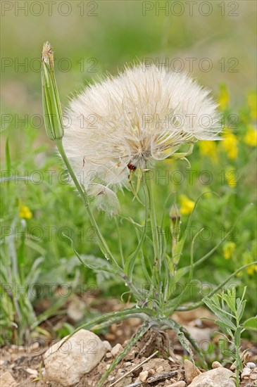 Western salsify