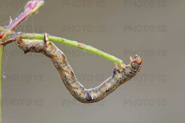 Feathered Thorn