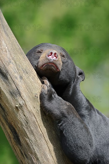 Sun bear