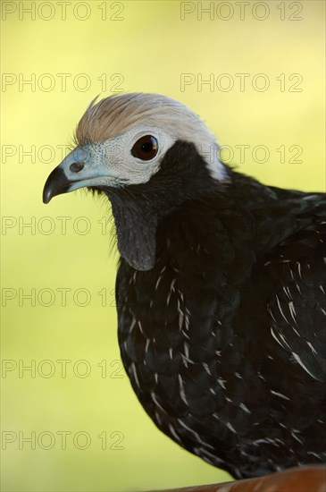 Blue-throated Piping-Guan