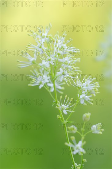 Yellow Meadow Rue