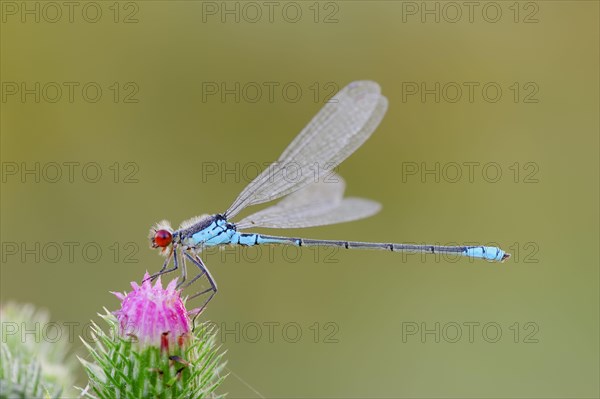 Small Red-eyed Damselfly