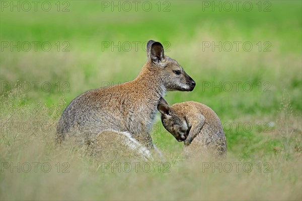 Bennett kangaroo