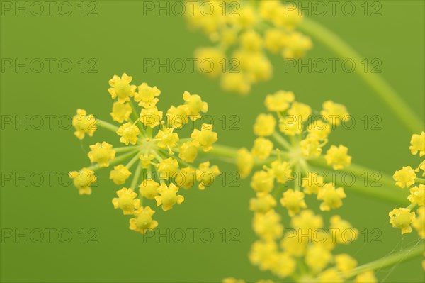 Wild Parsnip