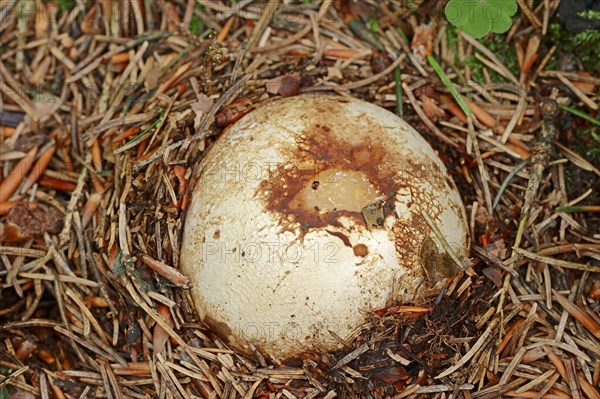 Common stinkhorn