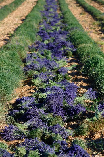 Lavender field