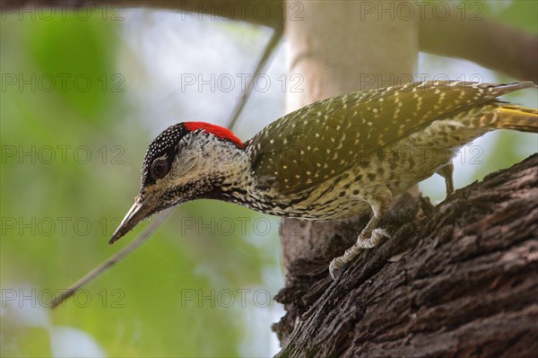 Golden-tailed Woodpecker