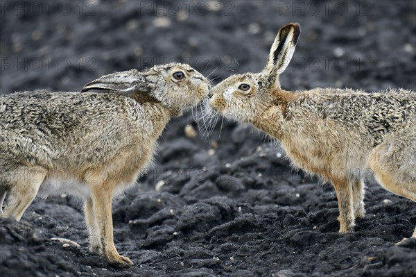 Brown Hares
