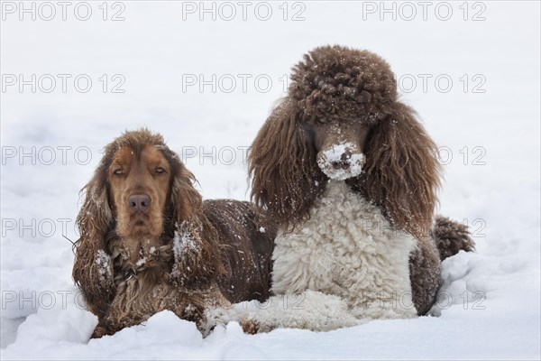 English Cocker Spaniel and Large Poodle