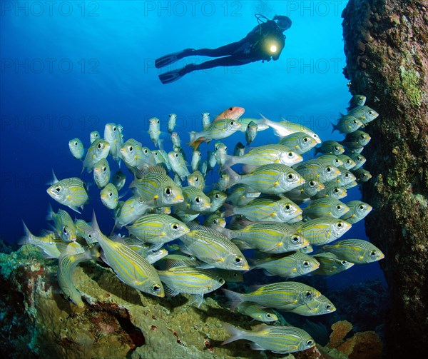 Diver looking at and illuminating shoal of luminous spotted road sweeper