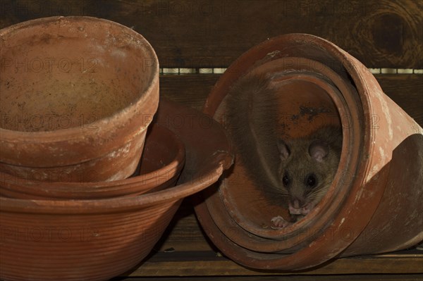 Edible dormouse