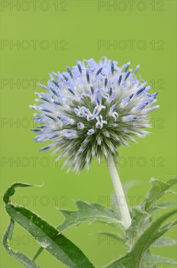 Small Globe Thistle