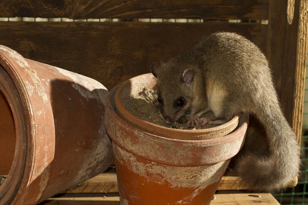 Edible dormouse