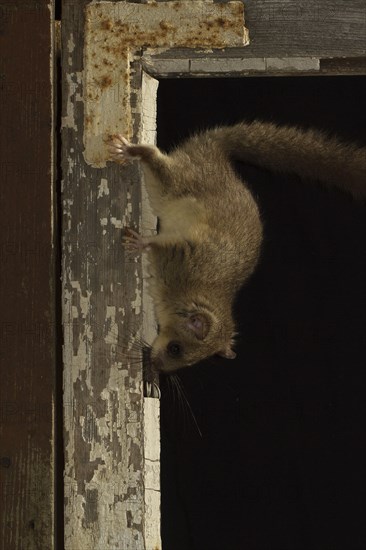 Edible dormouse