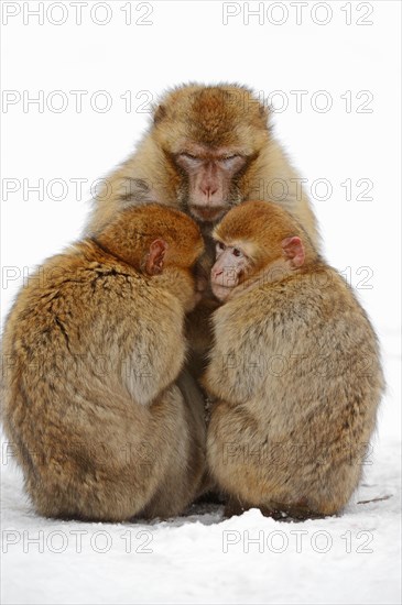 Barbary macaques