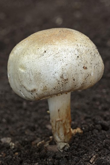 Horse mushroom