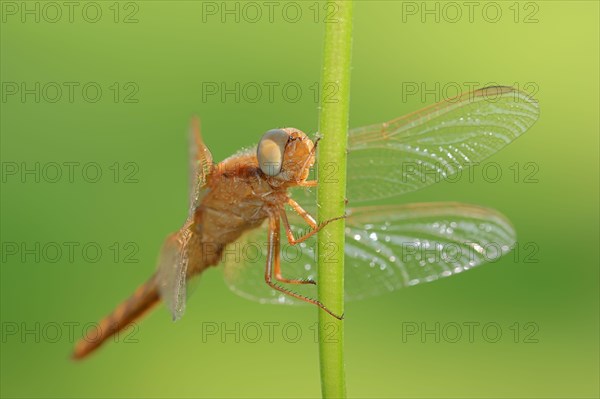 Scarlet Dragonfly