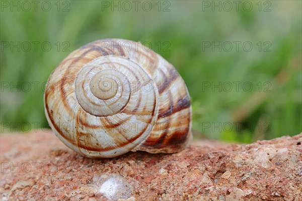 Striped Helix lucorum