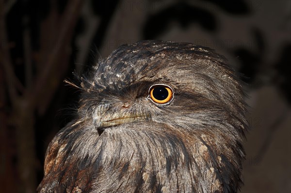 Tawny Frogmouth