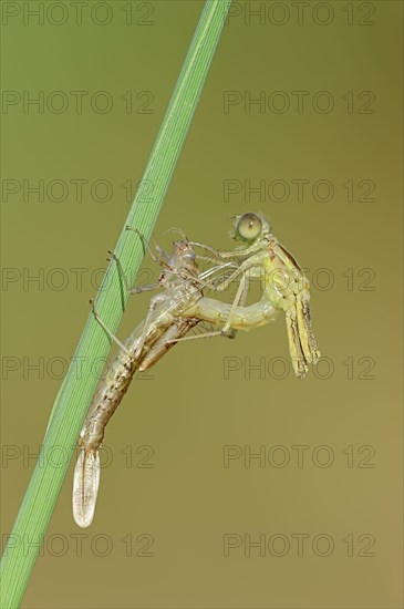 Willow Emerald Damselfly