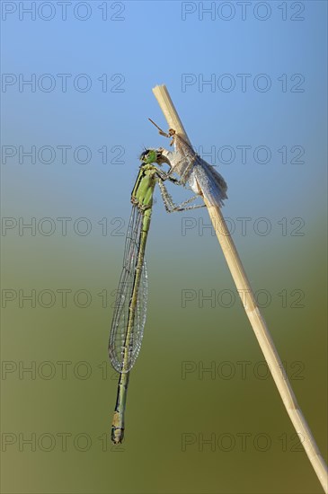 Blue-tailed damselfly