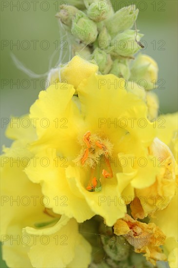 Denseflower Mullein