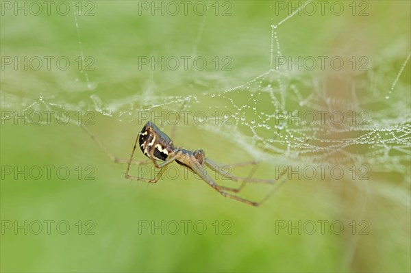 Common Linyphia triangularis