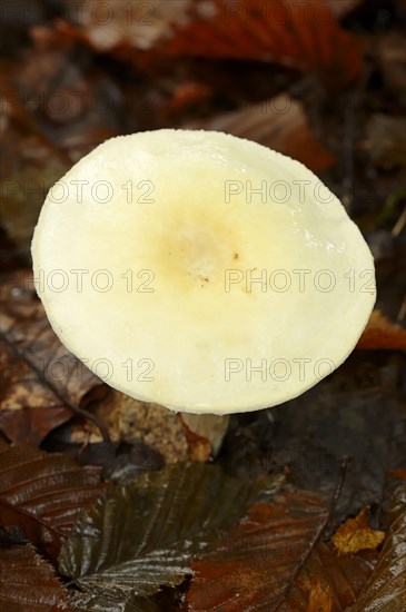 Wood Mushroom