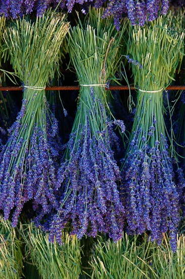 Lavender harvest