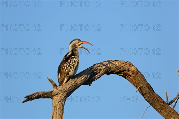 Red-billed hornbill