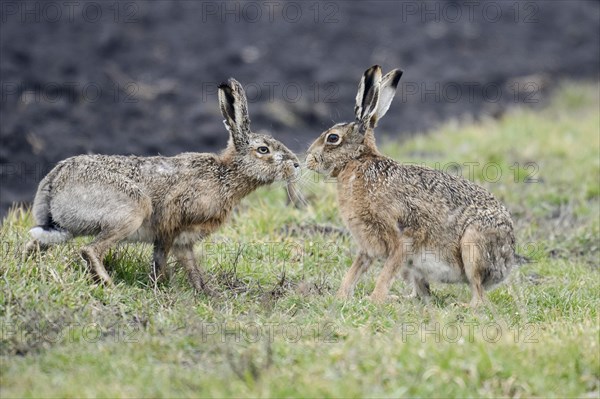 Brown Hares