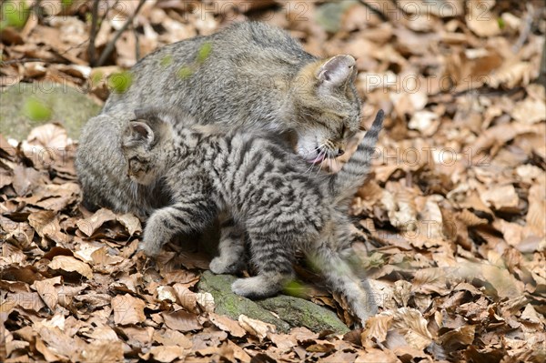 European Wildcat