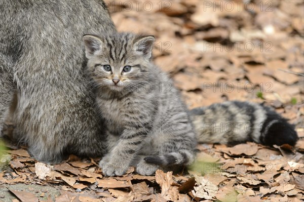 European Wildcat