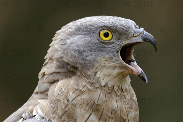 European honey buzzard