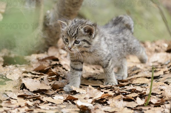 European Wildcat