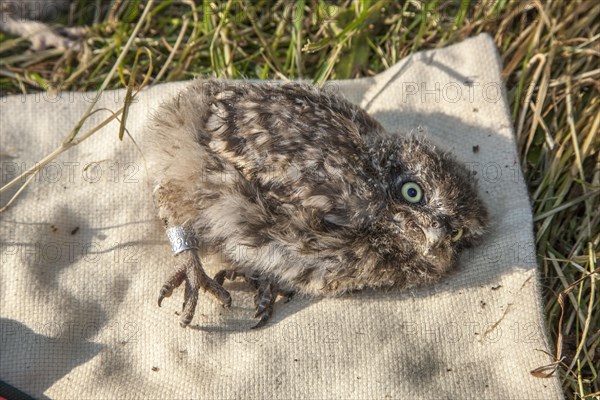 Little owl