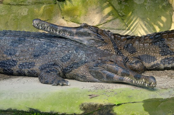 False gharial