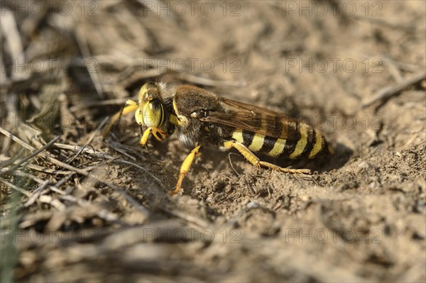 Gyroscopic wasp