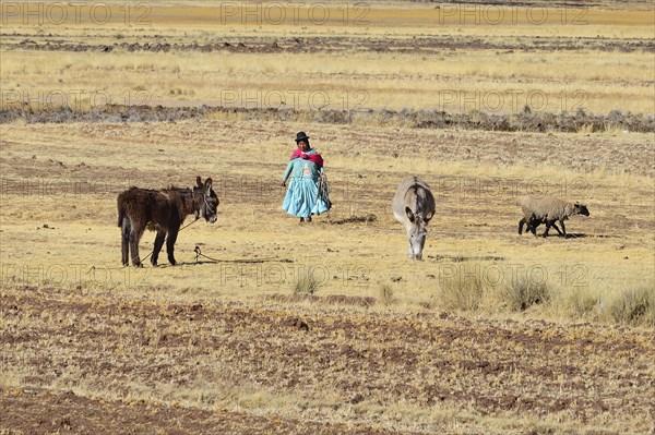 Indigenous farmer with two donkeys and a sheep in a harvested field