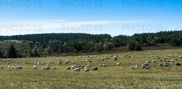 Sheep grazing in the Livradois-Forez Regional Nature Park