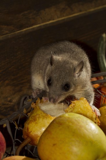 Edible dormouse