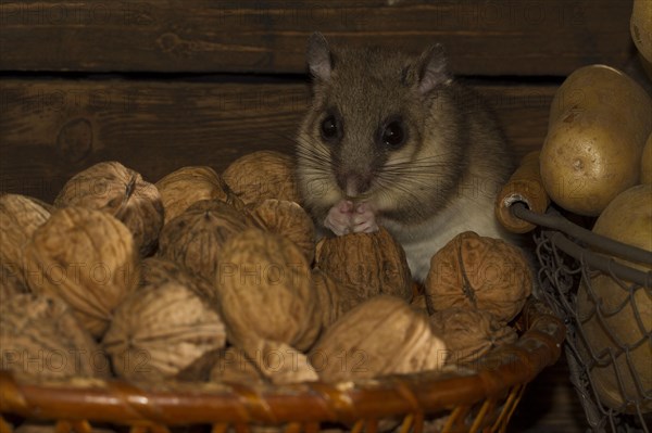 Edible dormouse