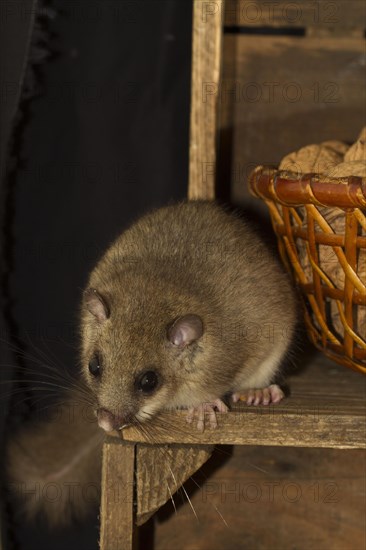 Edible dormouse