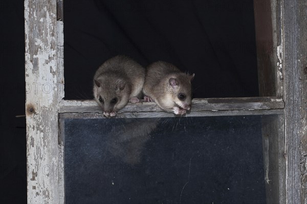 Edible dormouse