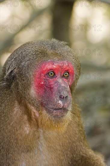 Rhesus macaque