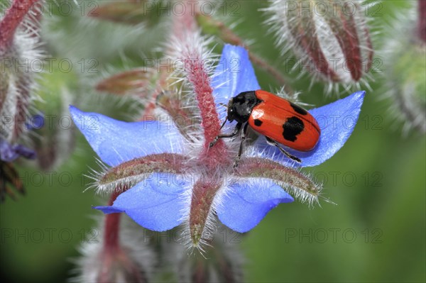 Four-spotted ant leaf beetle